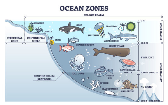 Ocean zones division with depth or light penetration in water outline diagram, transparent background. Geographical underwater detailed scheme with pelagic realm, intertidal, continental shelf.