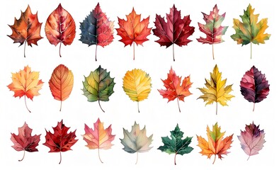 カラフルな秋の落ち葉