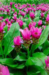 Beautiful pink tulip of Siam flowers bloom with green leaves background