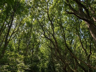 A woodland canopy on a sunny summer's day