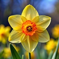 Fototapeta premium daffodil