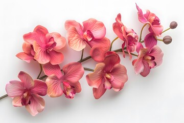 Beautiful Arrangement of Pink Orchids on a White Background