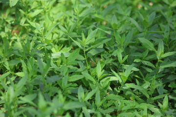 fresh green mint in the garden