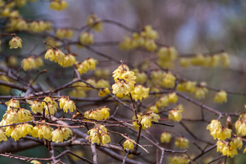 満開のロウバイの花