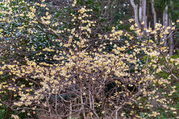満開のロウバイの花