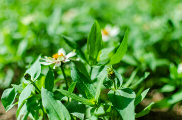 Fresh Green Leaves and Buds in a Summer Garden