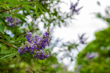 西洋ニンジンボク