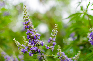 西洋ニンジンボク