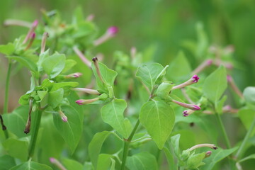 flowers and leaves of  Mirabilis jalapa