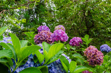 鮮やかなアジサイの花
