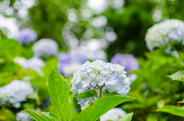鮮やかなアジサイの花