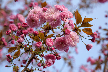 blooming sakura branch in spring, many pink flowers and buds on the blooming tree branch, shallow depth of field,