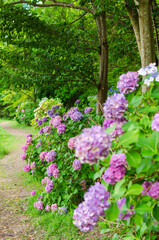 紫陽花が咲く小道