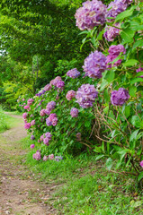 紫陽花が咲く小道