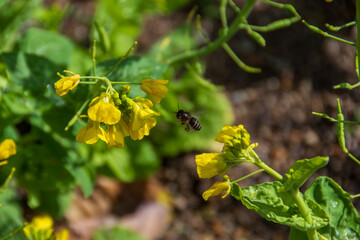 菜の花と蜂