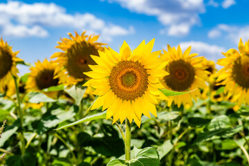 Nahaufnahme einer blühenden Sonnenblume