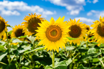 Nahaufnahme einer blühenden Sonnenblume