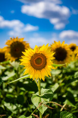 Fototapeta premium Nahaufnahme einer blühenden Sonnenblume