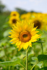 Nahaufnahme einer blühenden Sonnenblume