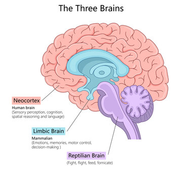 three brains neocortex, limbic brain, reptilian brain. Sensory perception, emotions, and survival instincts diagram hand drawn schematic raster illustration. Medical science educational illustration