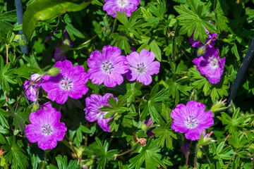 陽光に照らされた鮮やかなピンクの花