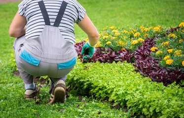 In a well-kept garden, a gardener kneels to pick a colorful flower, surrounded by yellow blossoms,...