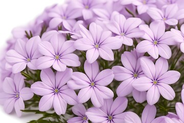 Creeping phlox flowers on white background, Ai Generated