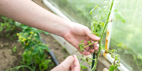 A person is holding a tomato plant and pulling out a leaf