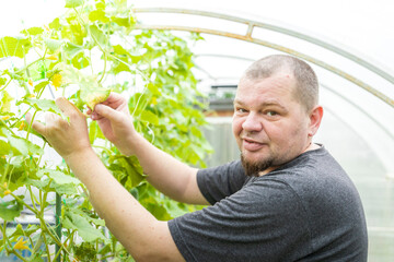 A man with a beard tends to his flourishing vine, carefully inspecting its developing fruit. He is working in a greenhouse, the plastic roof casting a soft glow on the lush greenery.