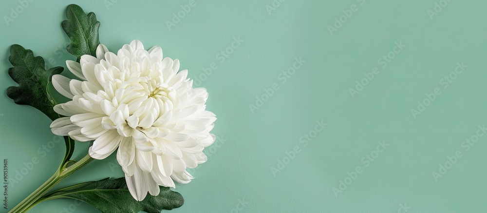 Poster top view of a white chrysanthemum against a mint background with ample space for additional content.