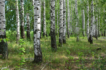 a grove with birch trees, green grass and sunbeams