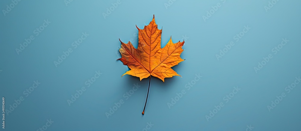 Aufkleber top view of a single autumnal maple leaf set against a blue background, allowing for additional text