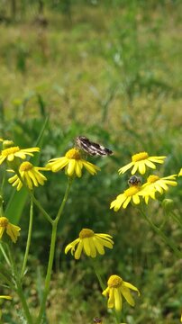 Tiny moth and a bee pollinating a yellow eastern groundsel flower. Senecio vernalis plant closeup with honeybee and butterfly on blooms