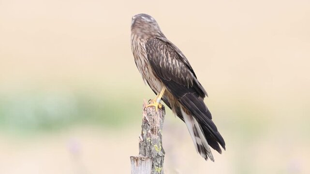 Montagu's harrier (Circus pygardus) female on a hide Germany