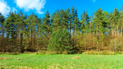 Fototapeta premium Wild, green meadow in forest. Kashubia Poland.