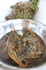 a crawfish is washed in the bowl in water before cooking