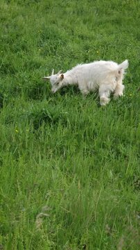 Little white goat kid grazing grass on the fresh green pasture. Idyllic summer meadow with a yeanling eating herbs