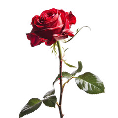 Obraz premium Red rose isolated on transparent or white background 