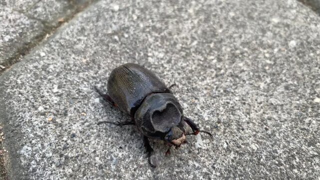 Black beetle or Oryctes rhinoceros walking on the ground