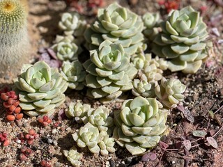 plants in the garden