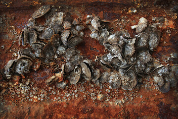 Barnacle remains stuck to the iron walls of an old rusty ship