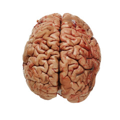Detailed Human Brain Model on Transparent Background