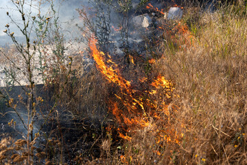 Forest and steppe fires dry completely destroy the fields and steppes during a severe drought. Disaster brings regular damage to nature and economy of region. Lights field with the harvest of wheat