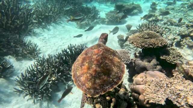 Sea turtle swimming near the fish groups and coral reefs, then a woman diver appears in the frame