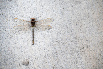Top view of dead dragonfly on concrete sidewalk