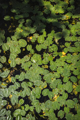 Water lily leaves in Río Lobos Canyon, Soria, Spain