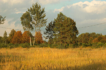 Fototapeta premium Autumn landscape with yellow grass and beautiful trees on the cloudy day