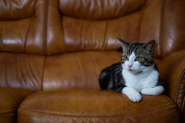 cat sitting on sofa. The cat is lying on a brown leather armchair.