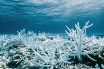 Climate change: Coral reef showing signs of bleaching