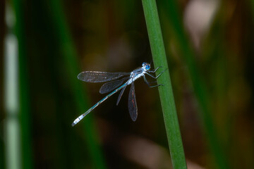 Northern Spreadwing Damselfly Lestes Disjunctus Colorado Perched on Green Blade of Grass in Colorado